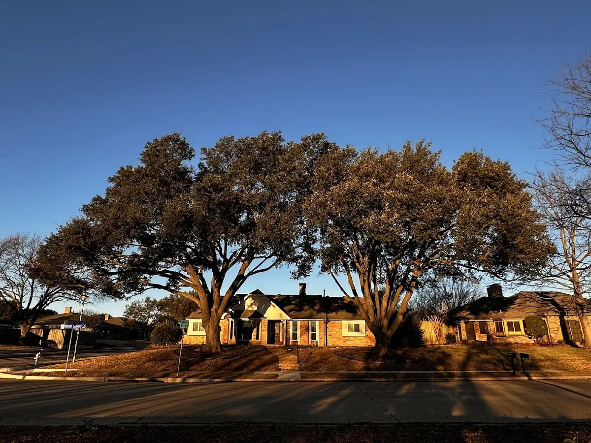 Established residential canopy tree shading a home in Livingston